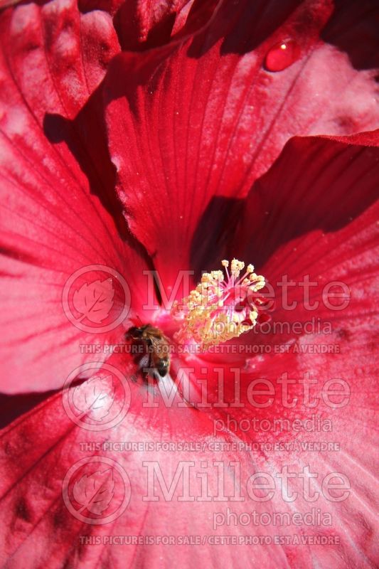 Hibiscus Heartthrob (Hibiscus African Rose Mallow)  3 