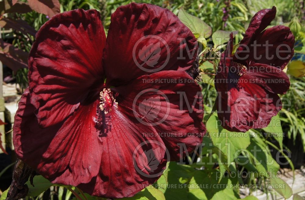 Hibiscus Heartthrob (Hibiscus African Rose Mallow)  2 