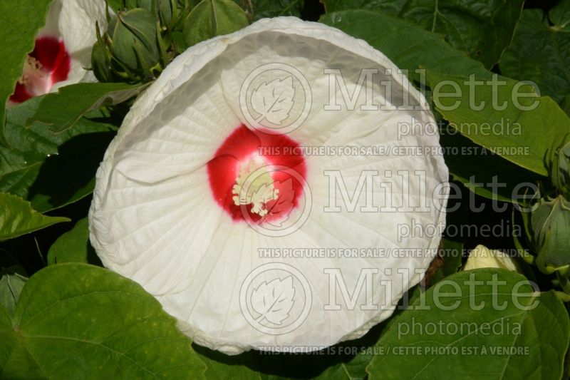 Hibiscus Honeymoon White with Eye (Hibiscus African Rose Mallow)  1 