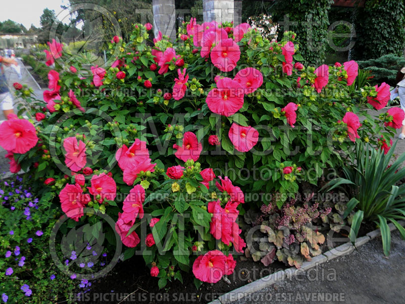 Hibiscus Jazzberry Jam (Hibiscus African Rose Mallow)  1 