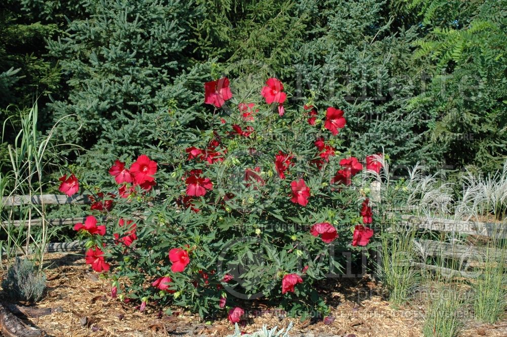 Hibiscus Lord Baltimore (Hibiscus) 1  