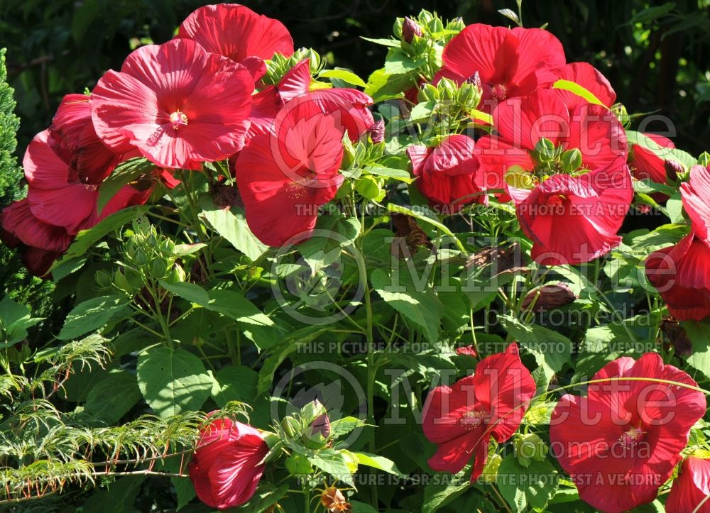 Hibiscus Luna Red (Hibiscus African Rose Mallow) 1