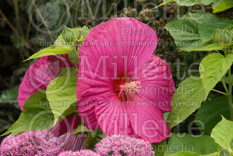 Hibiscus Luna Rose (Hibiscus) 1