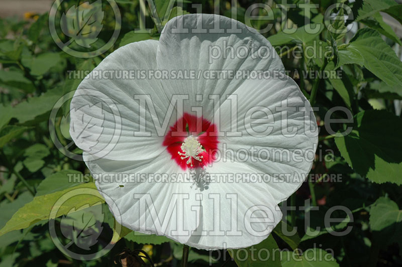 Hibiscus Luna White (Hibiscus) 1