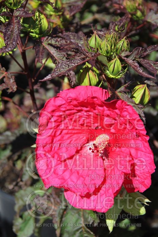 Hibiscus Midnight Marvel (Hibiscus African Rose Mallow)  5 