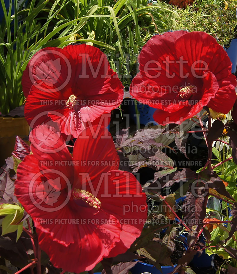 Hibiscus Midnight Marvel (Hibiscus African Rose Mallow)  1 