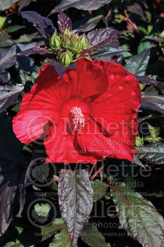 Hibiscus Midnight Marvel (Hibiscus African Rose Mallow)  3 