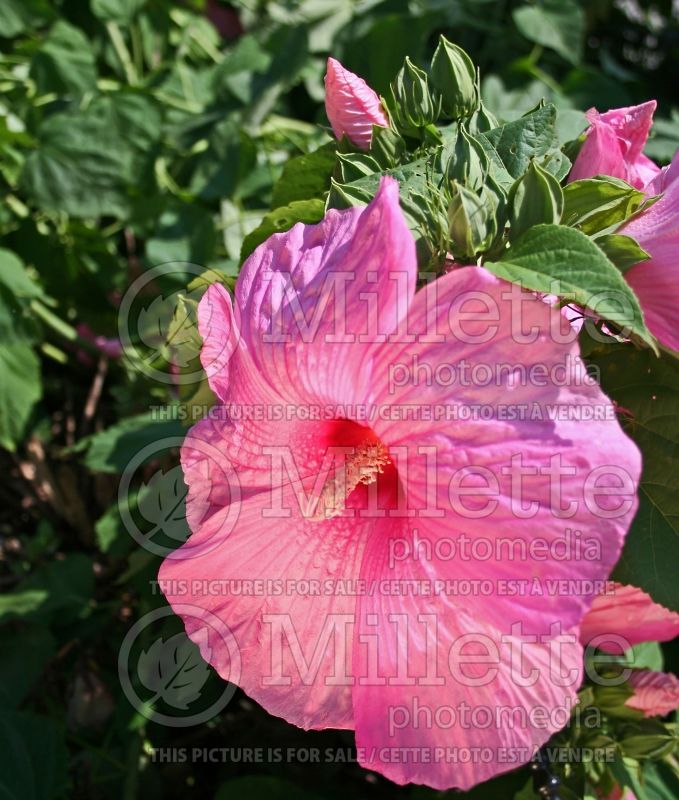 Hibiscus Super Rose (Hibiscus African Rose Mallow)  1 