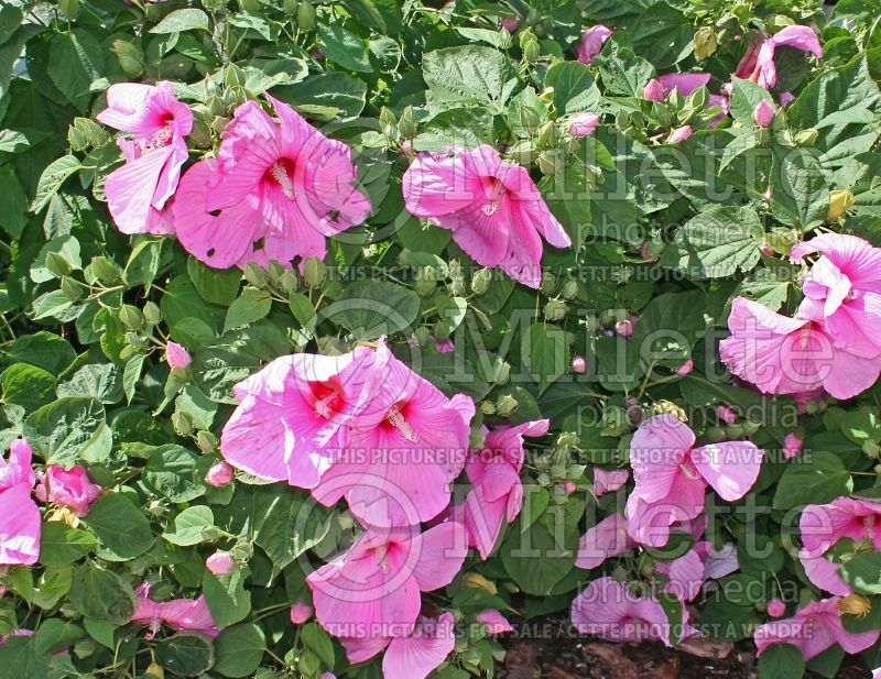 Hibiscus Super Rose (Hibiscus African Rose Mallow)  2 