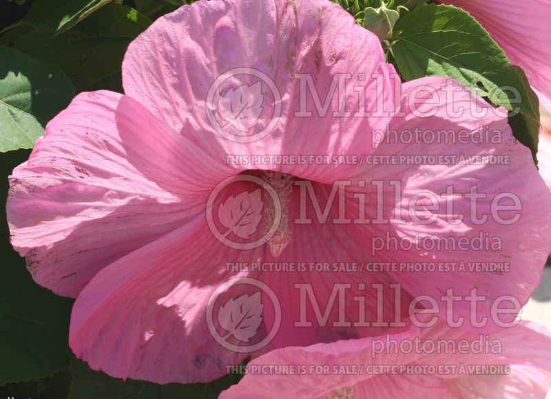 Hibiscus Super Rose (Hibiscus African Rose Mallow)  3 