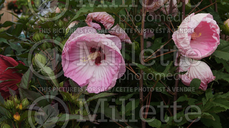 Hibiscus Tie Dye (Hibiscus African Rose Mallow) 3 