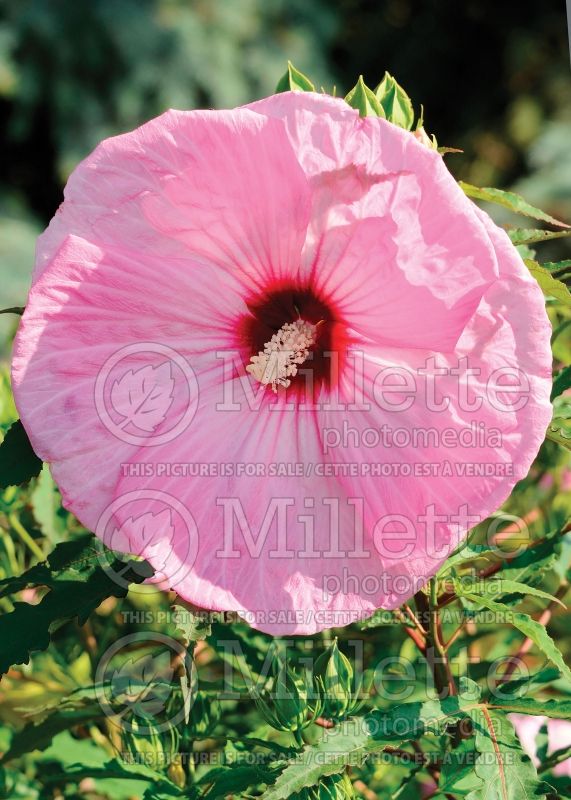 Hibiscus Party Favor (Hibiscus African Rose Mallow)  1 