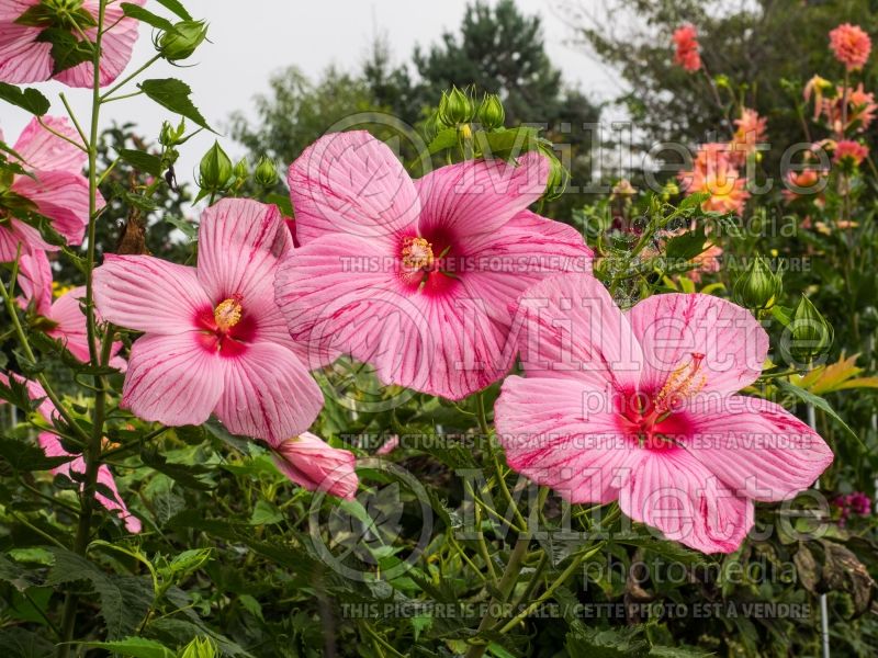 Hibiscus Peppermint Schnapps (Hibiscus African Rose Mallow)  1 