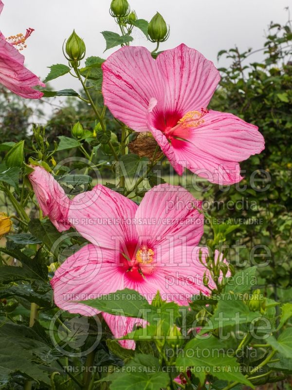 Hibiscus Peppermint Schnapps (Hibiscus African Rose Mallow)  2 