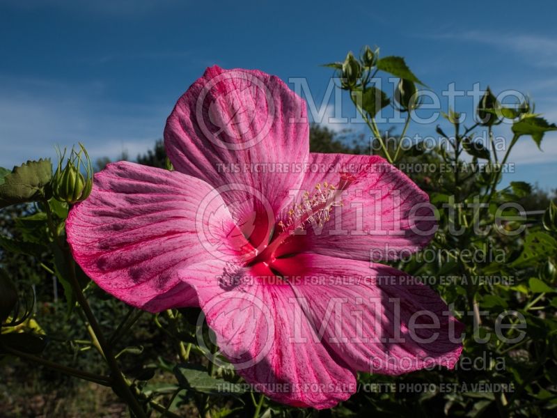 Hibiscus Peppermint Schnapps (Hibiscus African Rose Mallow)  3 