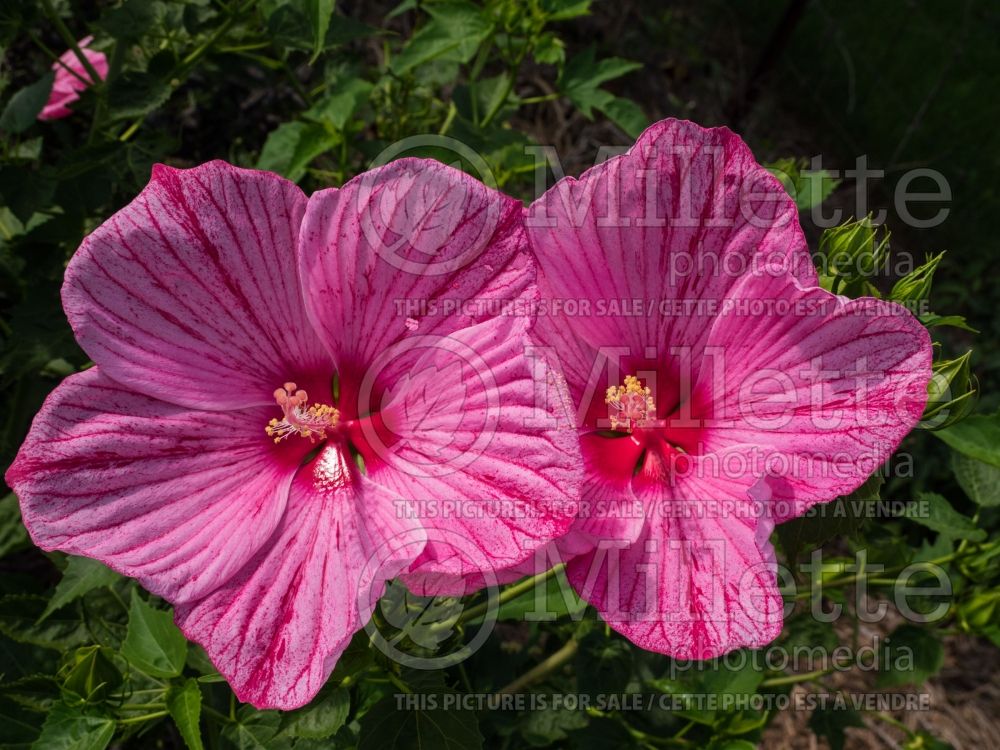 Hibiscus Peppermint Schnapps (Hibiscus African Rose Mallow)  4 