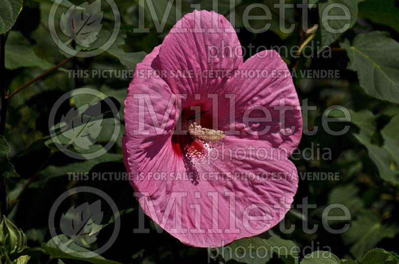 Hibiscus Pink Elephant (Hibiscus African Rose Mallow)  1 