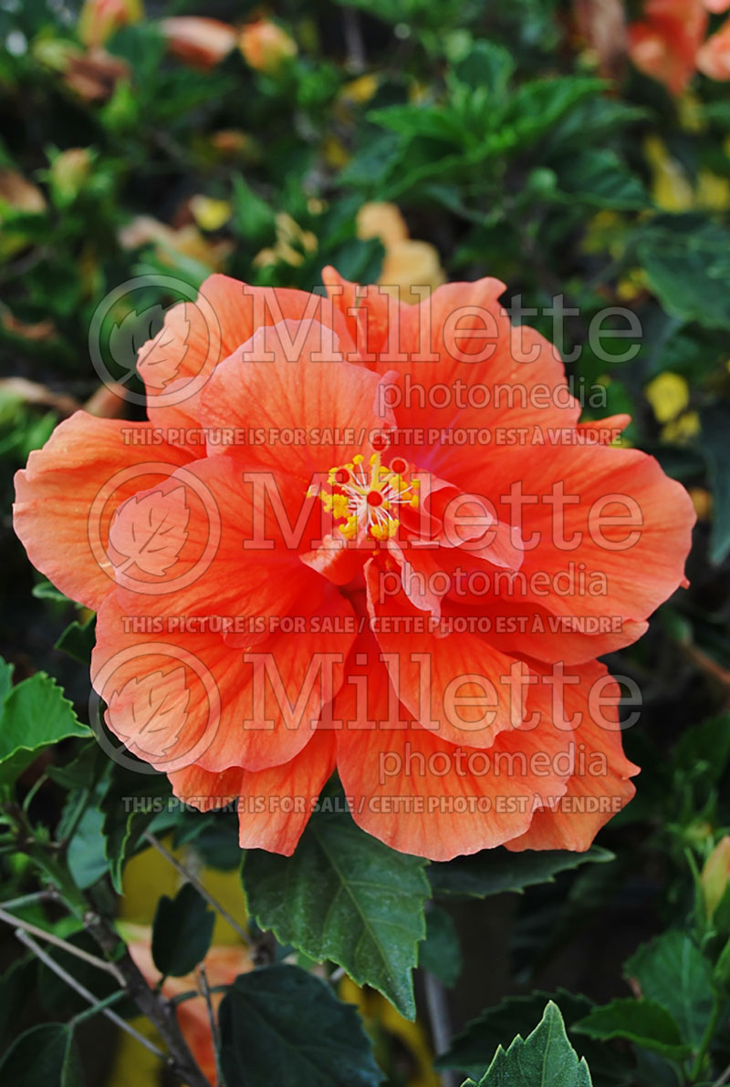 Hibiscus Double Peach (Hibiscus African Rose Mallow)  1 