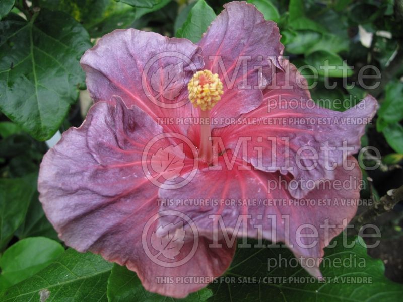 Hibiscus Tahitian Dream (Hibiscus African Rose Mallow)  1 