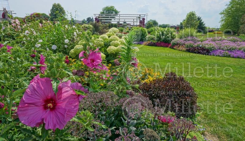 Hibiscus Summerific Berry Awesome (Hibiscus African Rose Mallow)  2 