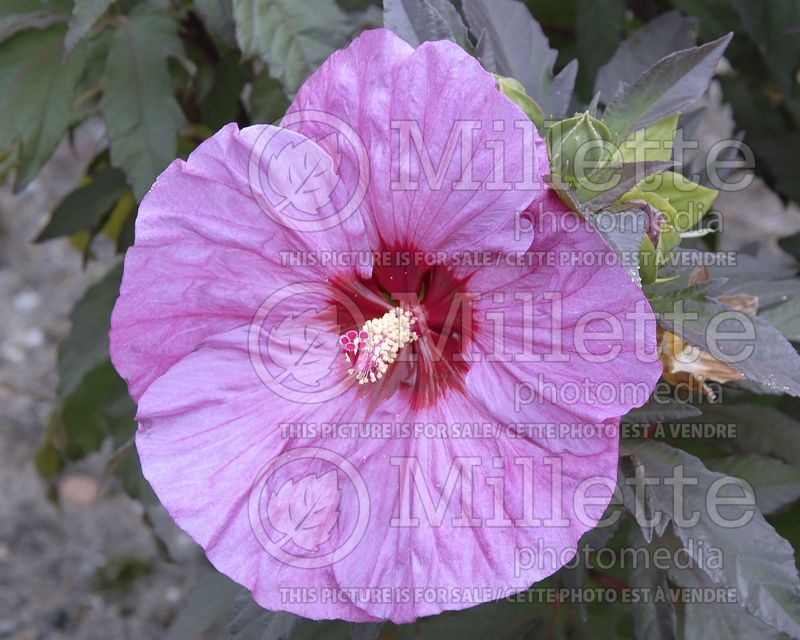 Hibiscus Summerific Berry Awesome (Hibiscus African Rose Mallow)  1 