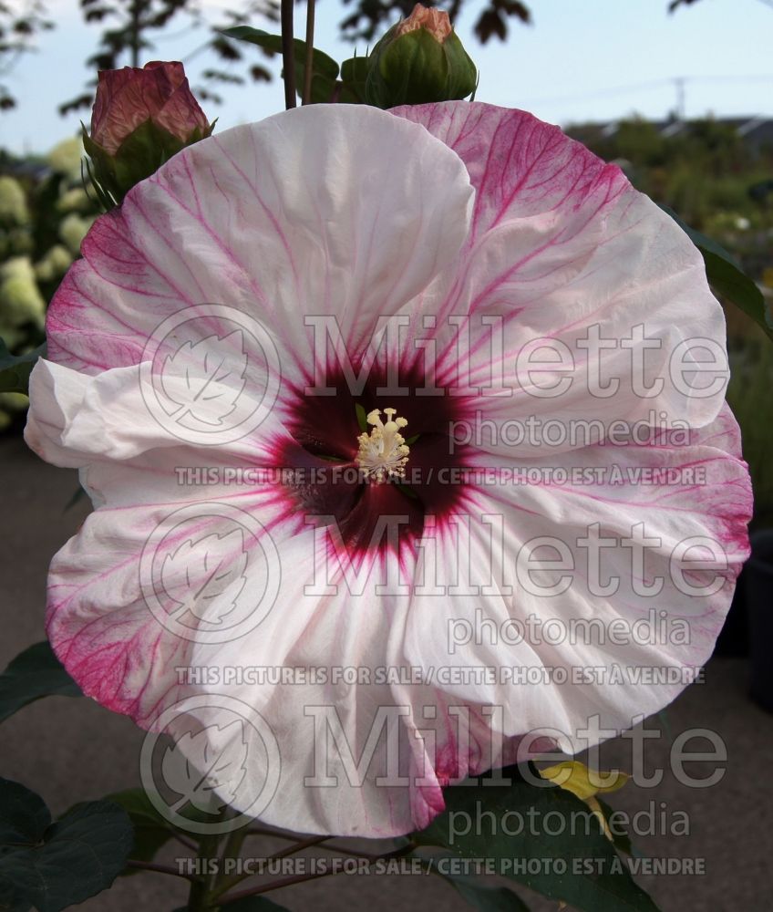 Hibiscus Summerific Cherry Cheesecake (Hibiscus African Rose Mallow)  2 