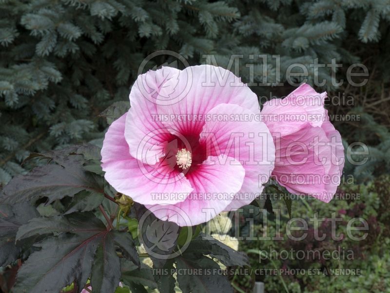 Hibiscus Summer Storm (Hibiscus African Rose Mallow)  1 