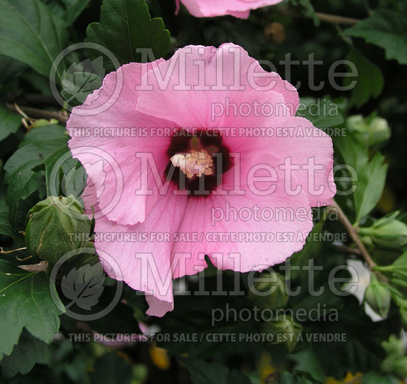 Hibiscus Aphrodite (Hibiscus) 2  