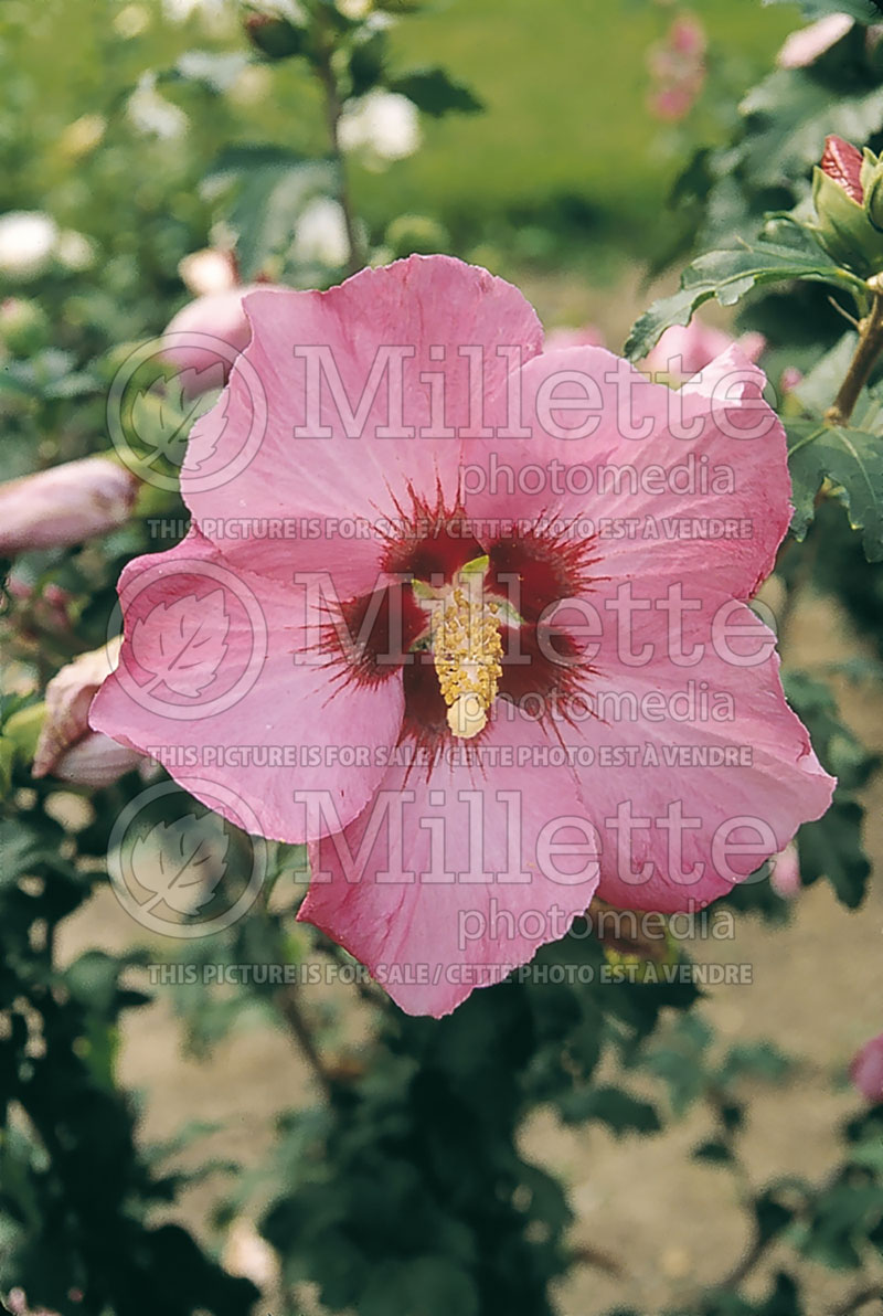 Hibiscus Aphrodite (Hibiscus) 4  