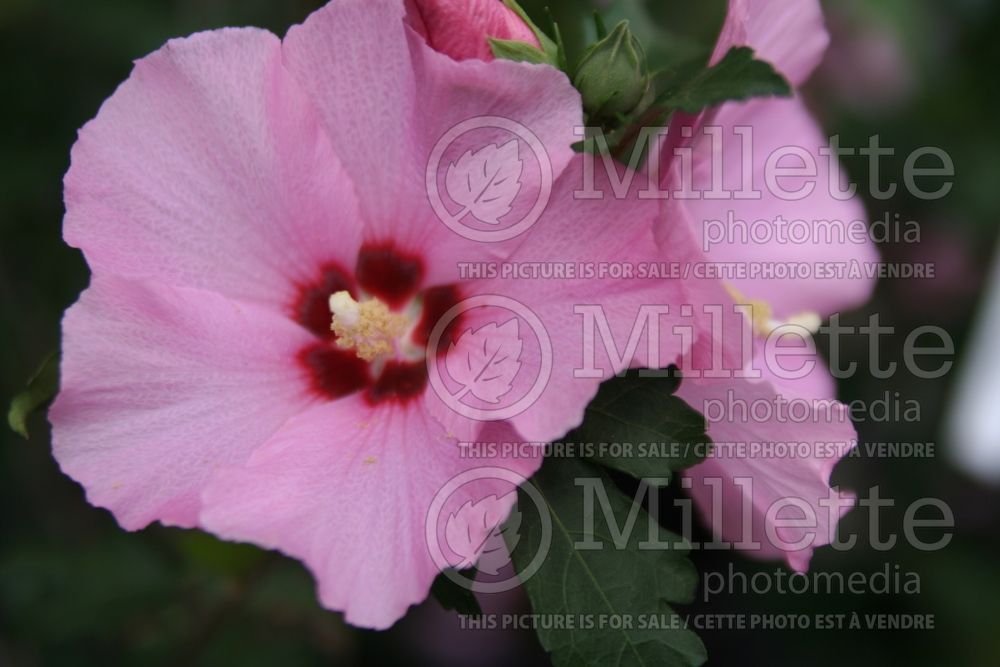 Hibiscus Aphrodite (Hibiscus) 1   