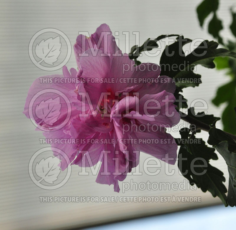 Hibiscus Ardens (Hibiscus rose of Sharon)  1 