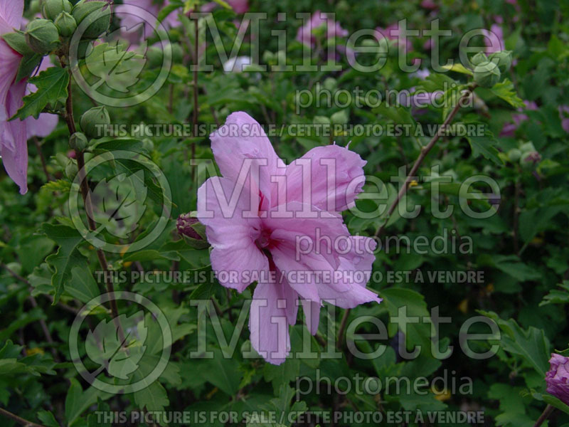 Hibiscus Ardens (Hibiscus rose of Sharon)  4 