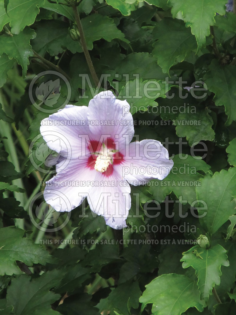 Hibiscus Blue Angel or Greba (Hibiscus rose of Sharon)  1 