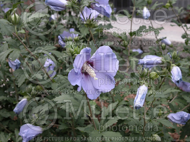 Hibiscus Blue Bird aka Oiseau Bleu (Hibiscus rose of Sharon)  1 