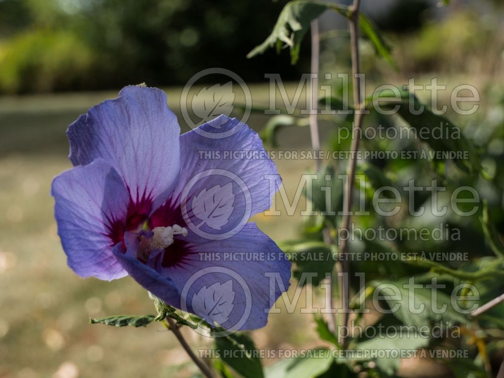 Hibiscus Blue Chiffon (Hibiscus) 3  