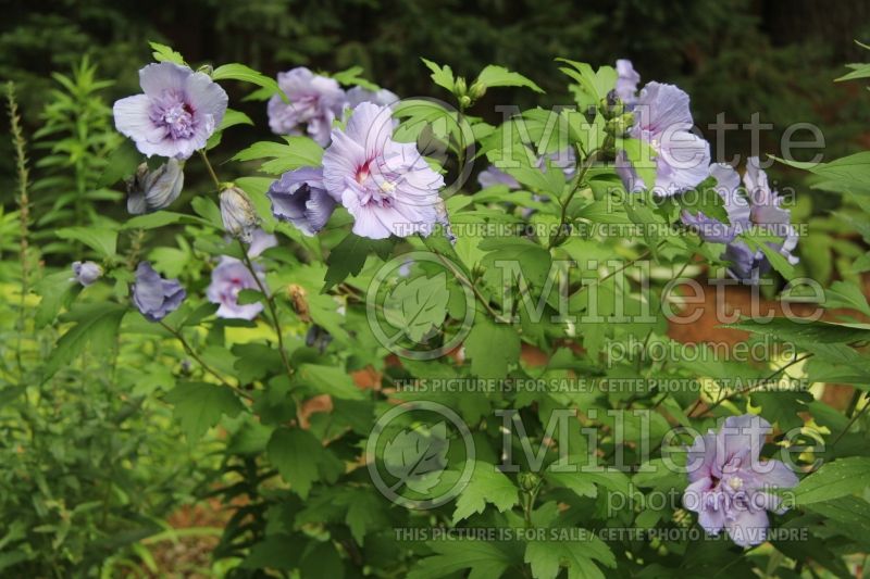 Hibiscus Blue Chiffon (Hibiscus) 1  