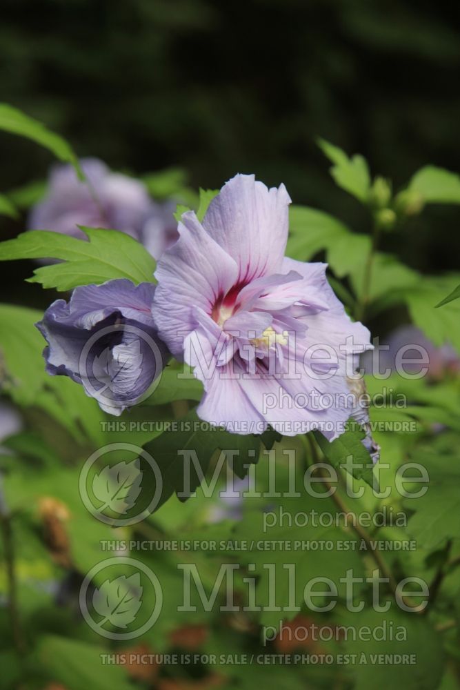 Hibiscus Blue Chiffon (Hibiscus) 2  