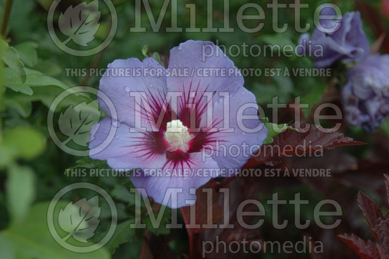 Hibiscus Blue Satin or Marina (Hibiscus rose of Sharon)  1 