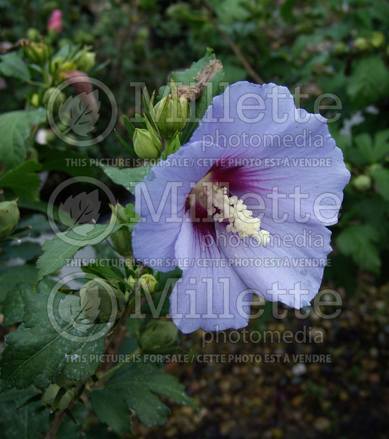 Hibiscus Blue Satin or Marina (Hibiscus rose of Sharon)  6 