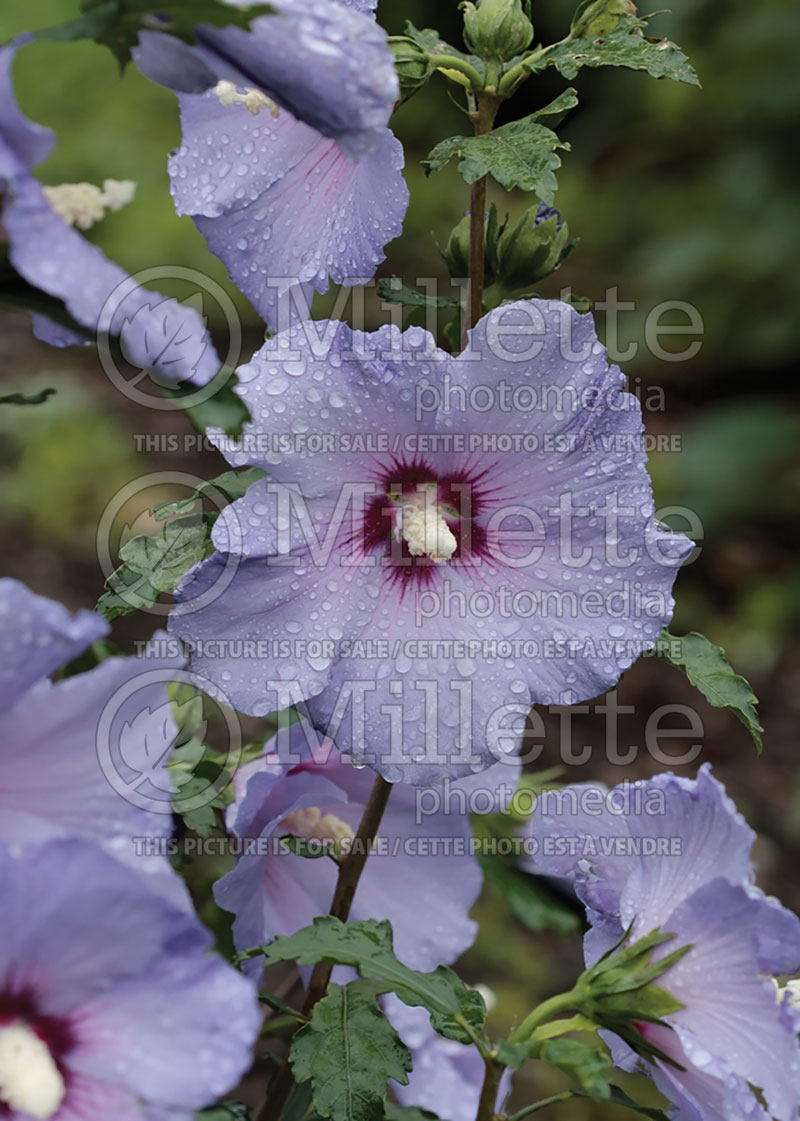 Hibiscus Blue Satin or Marina (Hibiscus rose of Sharon)  4 