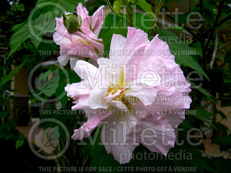 Hibiscus Blushing Bride (Hibiscus rose of Sharon)  5