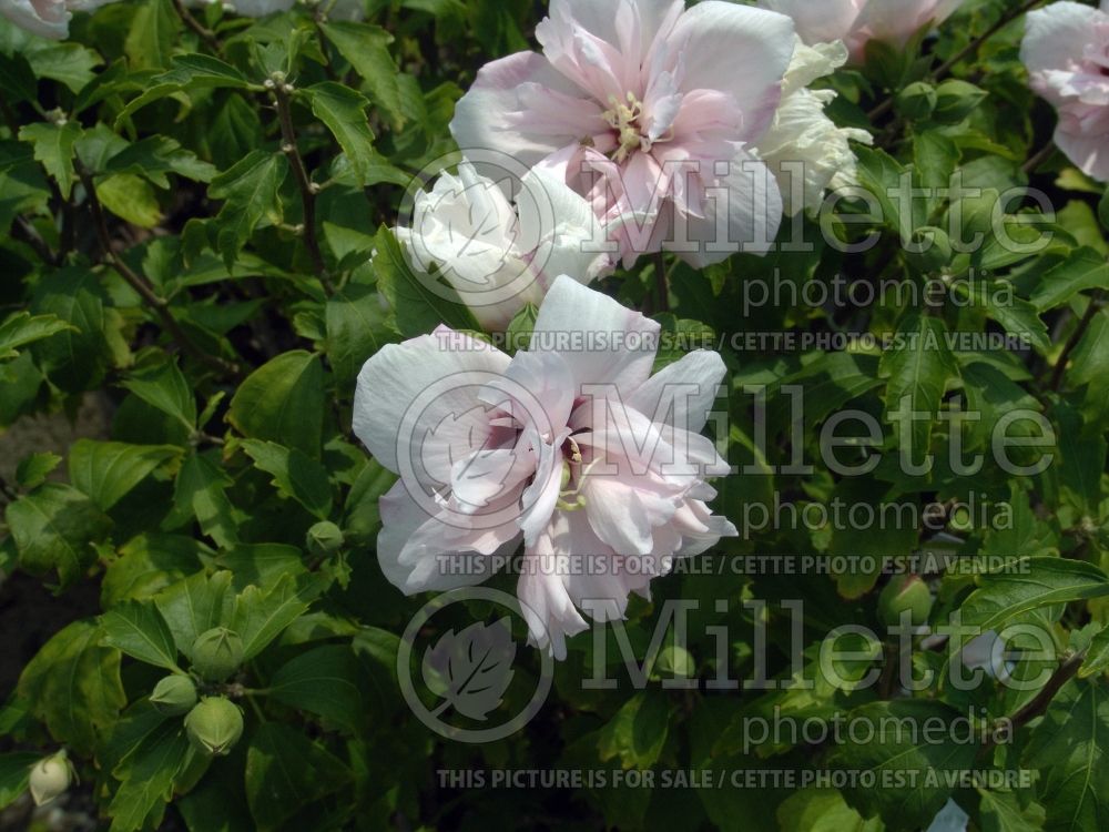 Hibiscus Blushing Bride (Hibiscus rose of Sharon)  7 