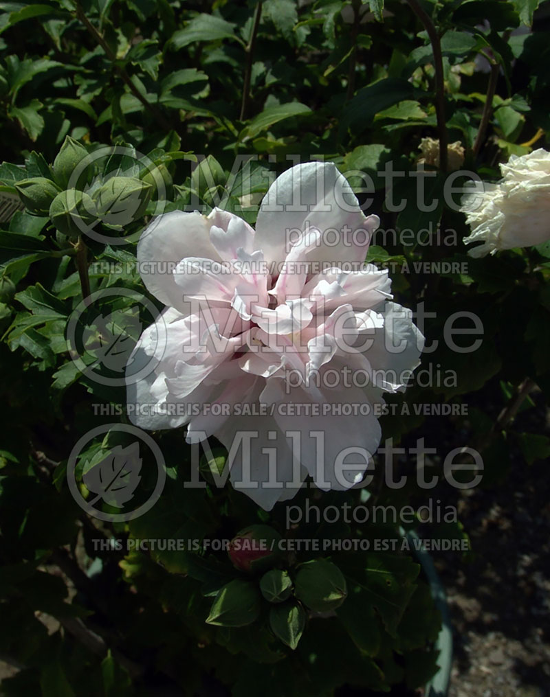 Hibiscus Blushing Bride (Hibiscus rose of Sharon)  11 