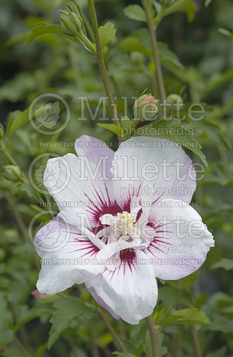 Hibiscus First Editions Minispot or Fiji (Hibiscus rose of Sharon)  1 