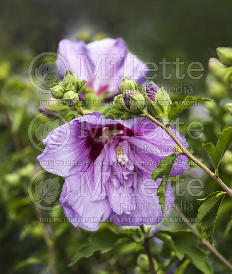 Hibiscus Lavender Chiffon or Notwoodone  (Tropical or Chinese Hibiscus) 5 