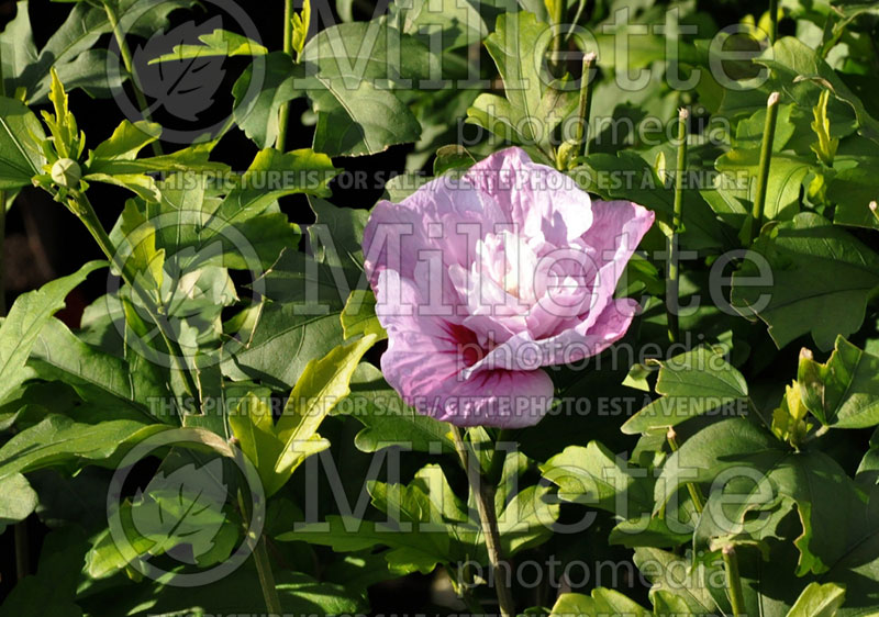 Hibiscus Lavender Chiffon or Notwoodone  (Tropical or Chinese Hibiscus) 3 