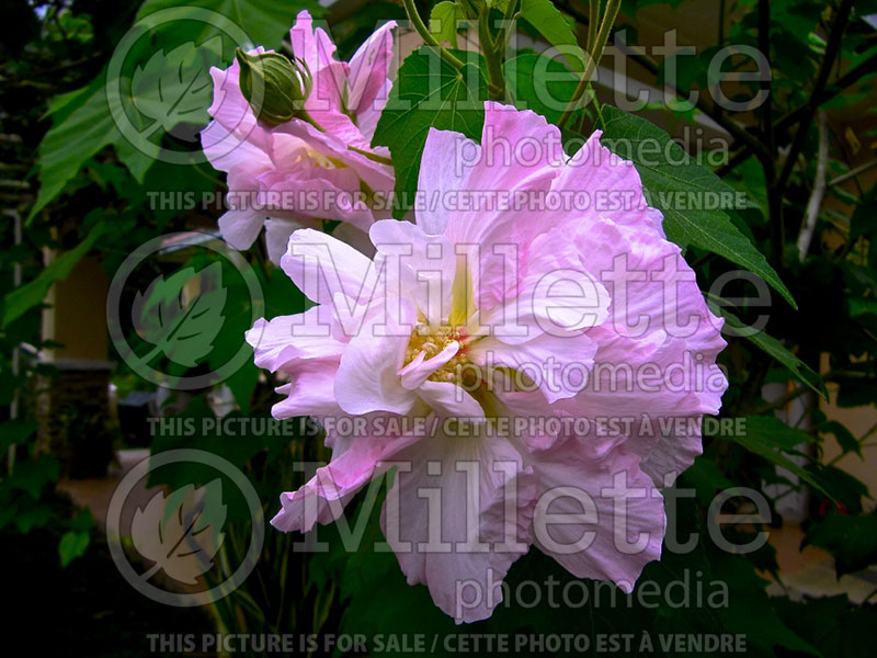 Hibiscus Lavender Chiffon or Notwoodone  (Tropical or Chinese Hibiscus) 4 