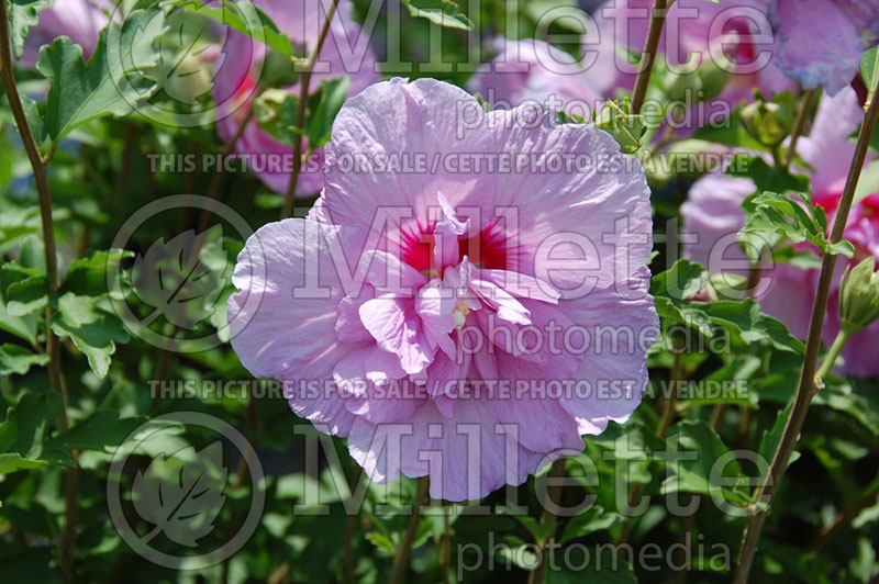 Hibiscus Lavender Chiffon or Notwoodone  (Tropical or Chinese Hibiscus) 6 