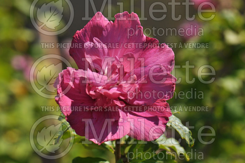 Hibiscus Lucy (Hibiscus rose of Sharon)  1 