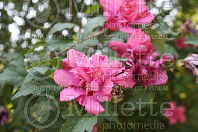 Hibiscus Lucy (Hibiscus rose of Sharon)  4 